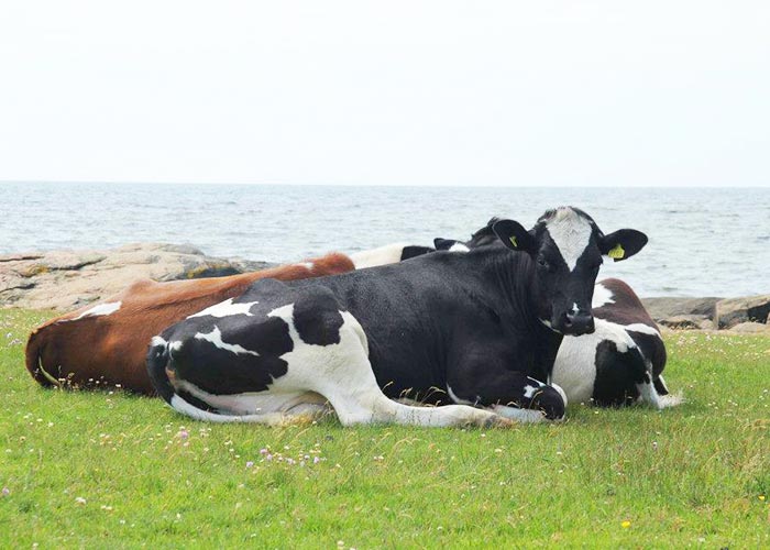 Kor som ligger i gräset med havet i bakgrunden.