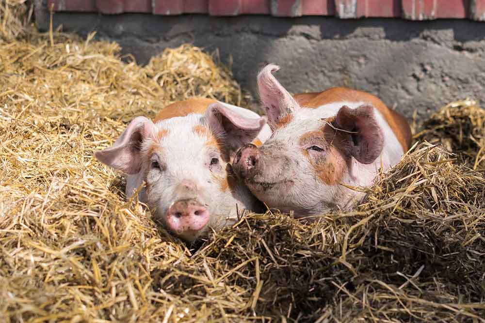 Tvår små grisar som ligger i halm.
