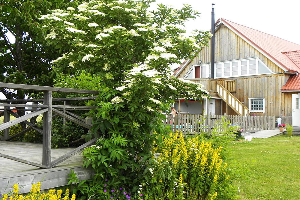 Buskar med blommande fläder, i bakgrunden ett stort träfärgat hus.
