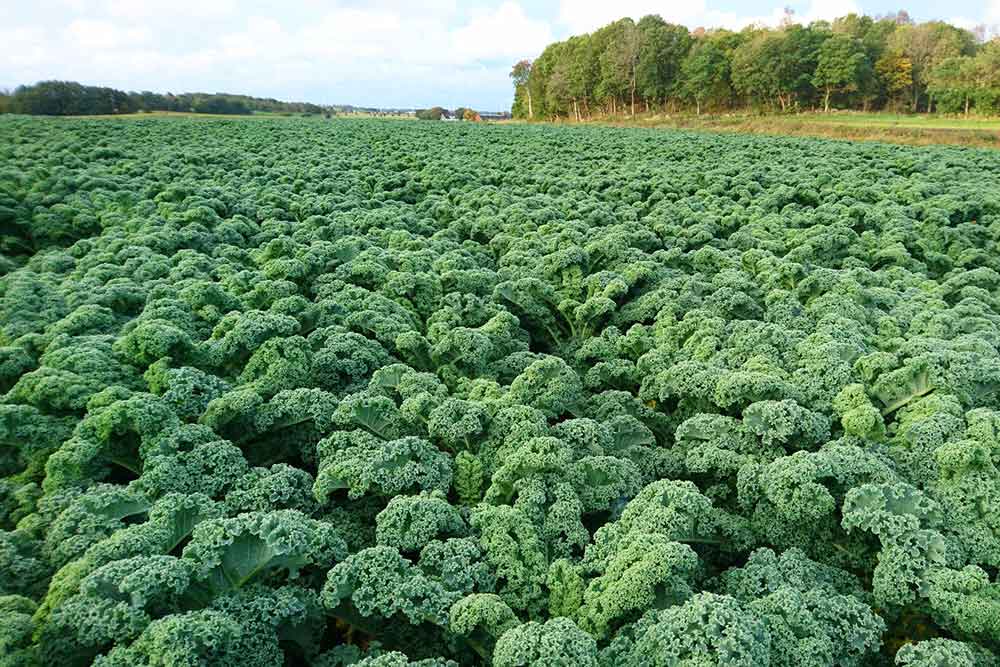 Fält med grönkål.