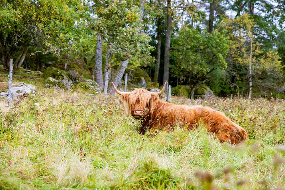 En Highland Cattle ko ligger i gräs.