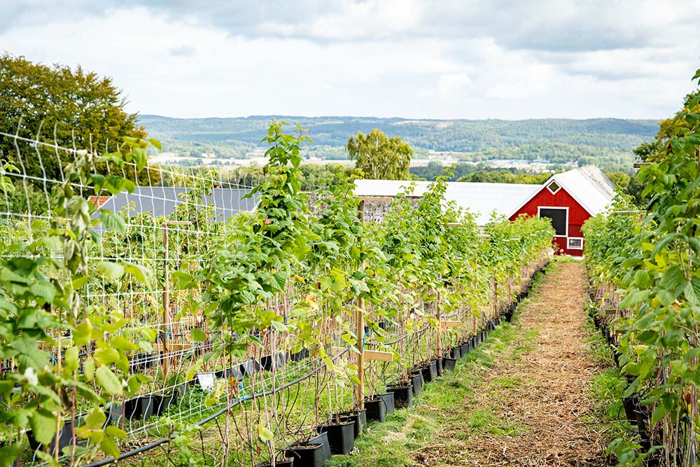 Hallonodling meden gård synlig mellan raderna.